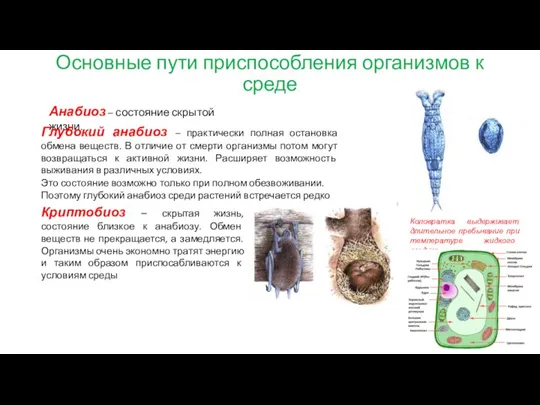 Основные пути приспособления организмов к среде Анабиоз – состояние скрытой жизни. Глубокий