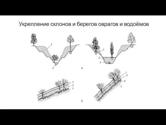 Укрепление склонов и берегов оврагов и водоёмов