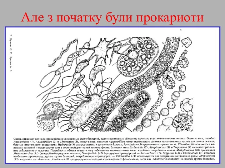 Але з початку були прокариоти