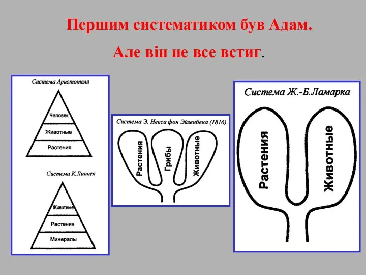 Першим систематиком був Адам. Але він не все встиг.