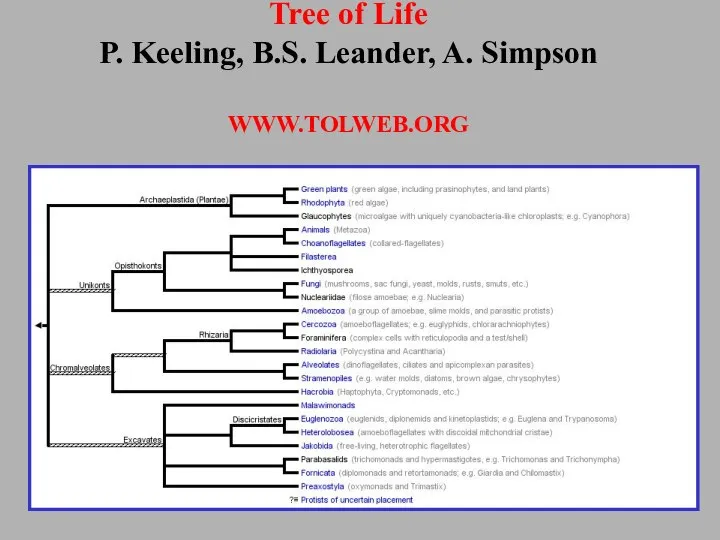 Tree of Life P. Keeling, B.S. Leander, A. Simpson WWW.TOLWEB.ORG