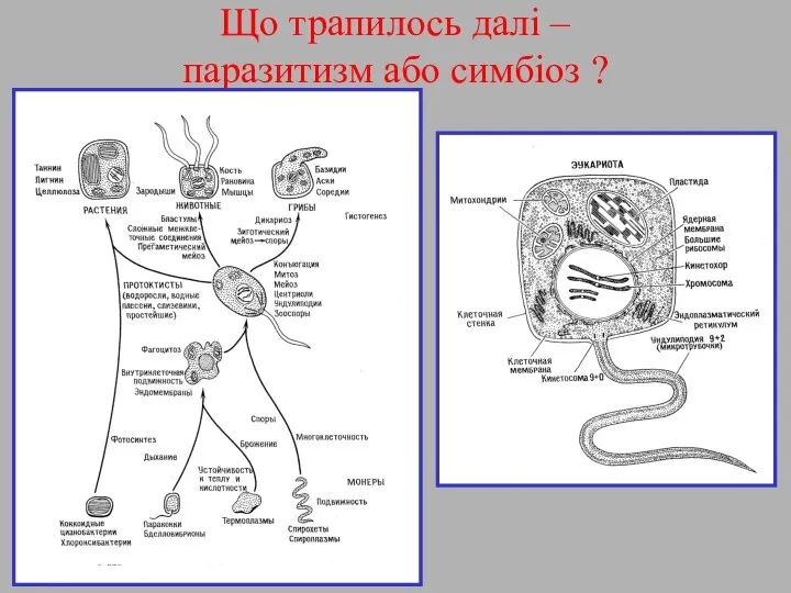 Що трапилось далі – паразитизм або симбіоз ?