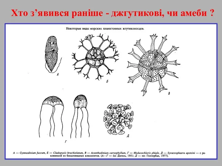 Хто з’явився раніше - джгутикові, чи амеби ?