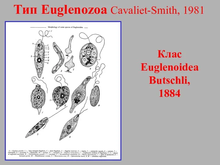 Тип Euglenozoa Cavaliet-Smith, 1981 Клас Euglenoidea Butschli, 1884