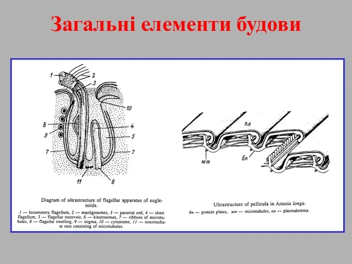 Загальні елементи будови