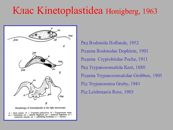 Клас Kinetoplastidea Honigberg, 1963 Ряд Bodonida Hollande, 1952 Родина Bodonidae Dophlein, 1901