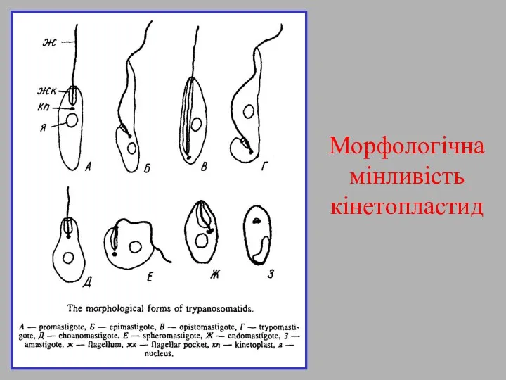 Морфологічна мінливість кінетопластид