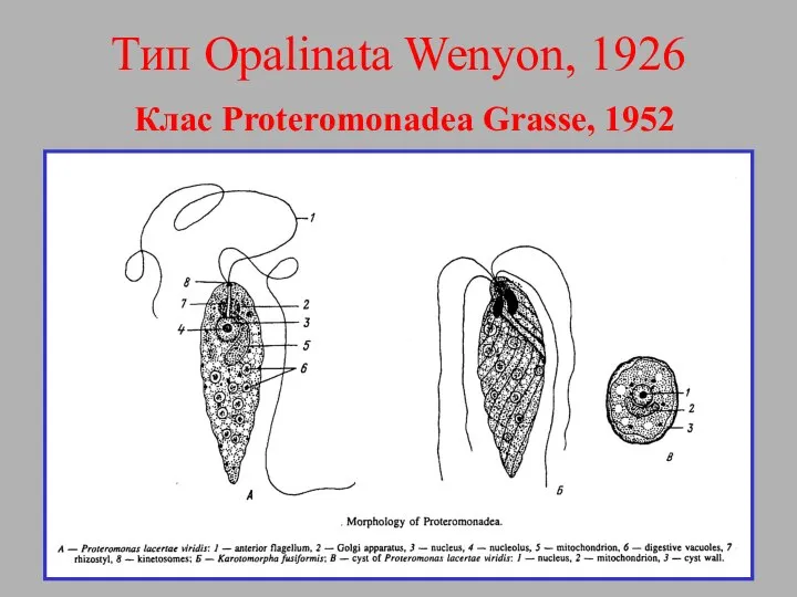 Тип Opalinata Wenyon, 1926 Клас Proteromonadea Grasse, 1952