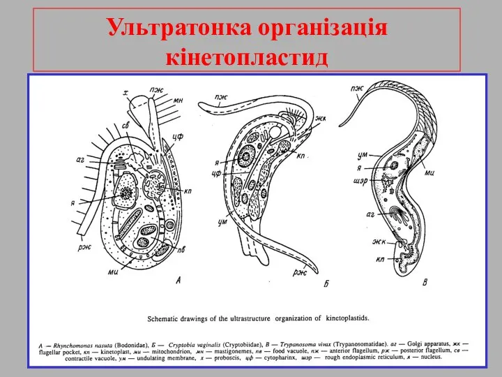 Ультратонка організація кінетопластид