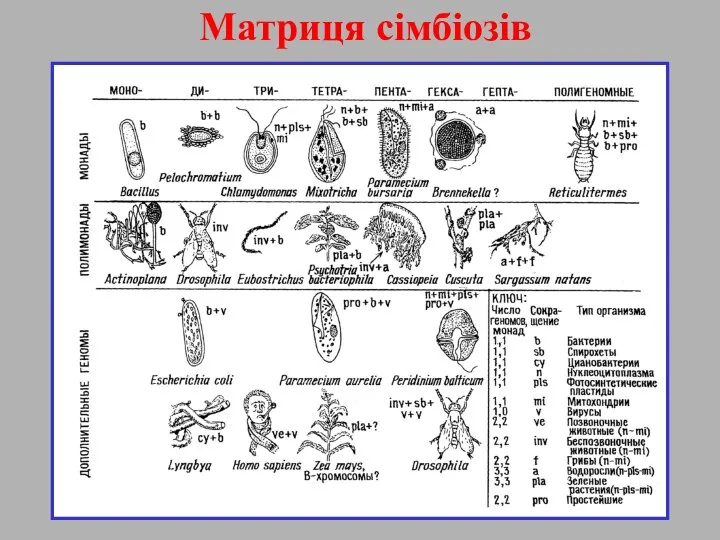 Матриця сімбіозів