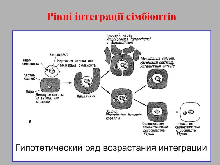 Рівні інтеграції сімбіонтів