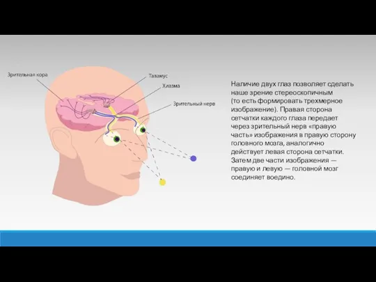 Наличие двух глаз позволяет сделать наше зрение стереоскопичным (то есть формировать трехмерное