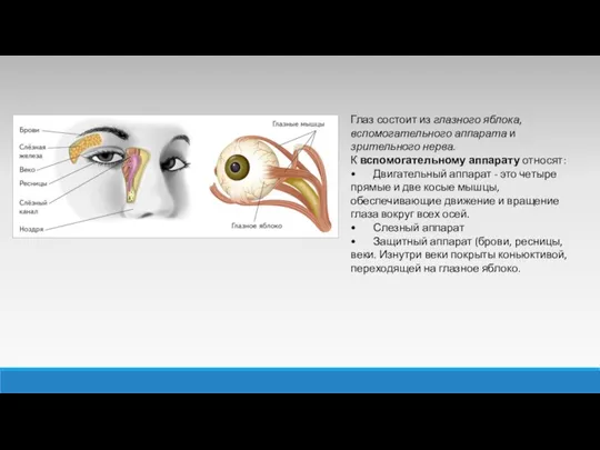 Глаз состоит из глазного яблока, вспомогательного аппарата и зрительного нерва. К вспомогательному