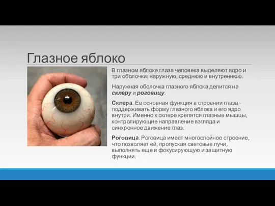 Глазное яблоко В глазном яблоке глаза человека выделяют ядро и три оболочки: