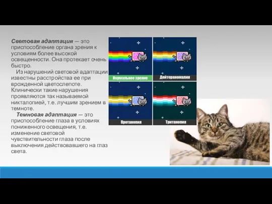 Световая адаптация — это приспособление органа зрения к условиям более высокой освещенности.