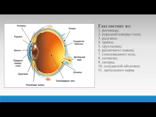 Глаз состоит из: 1. роговицы; 2. передней камеры глаза; 3. радужки; 4.