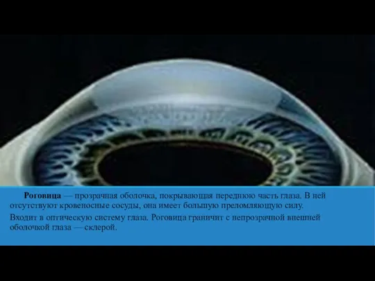 Роговица — прозрачная оболочка, покрывающая переднюю часть глаза. В ней отсутствуют кровеносные