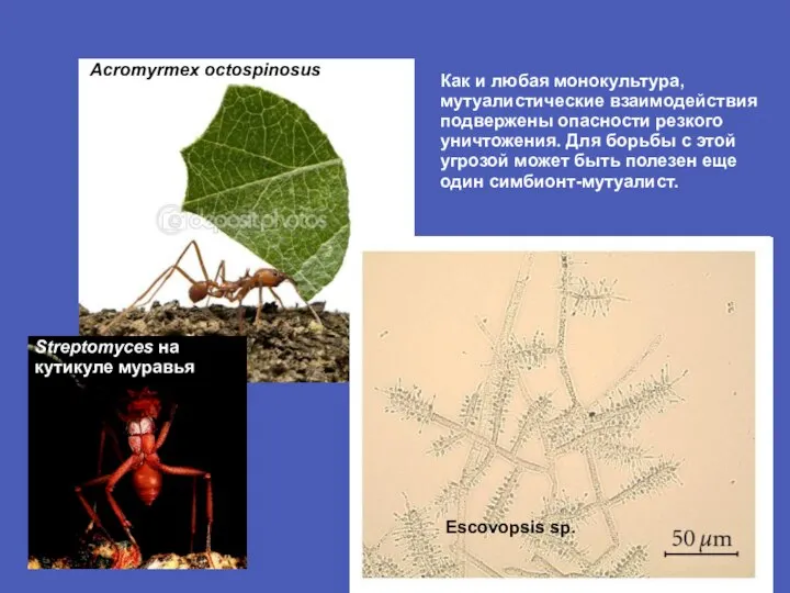 Escovopsis sp. Acromyrmex octospinosus Streptomyces на кутикуле муравья Как и любая монокультура,