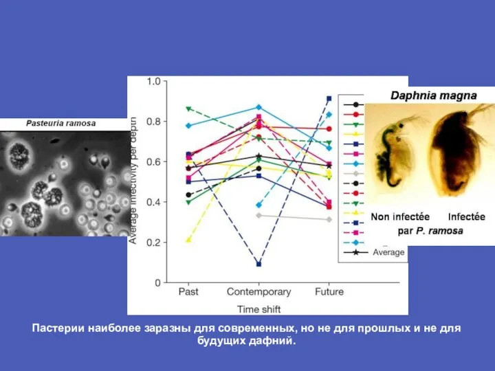 Пастерии наиболее заразны для современных, но не для прошлых и не для будущих дафний.