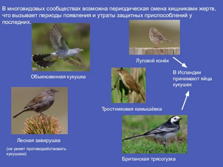 Обыкновенная кукушка Луговой конёк Тростниковая камышёвка Британская трясогузка Лесная завирушка В Исландии