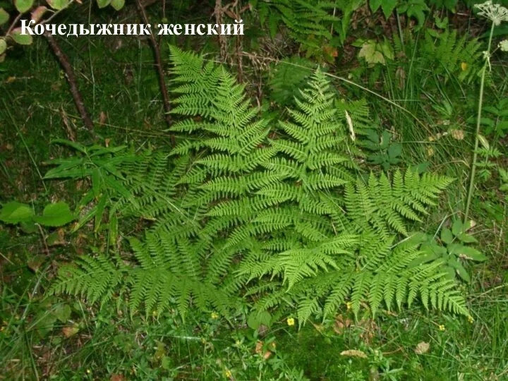 Кочедыжник женский