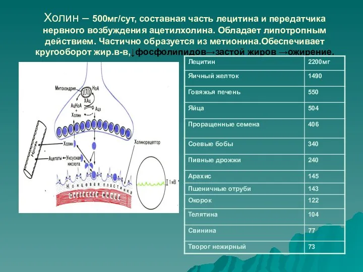 Холин – 500мг/сут, составная часть лецитина и передатчика нервного возбуждения ацетилхолина. Обладает