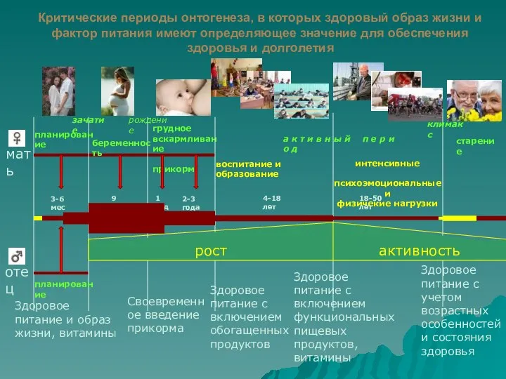 Критические периоды онтогенеза, в которых здоровый образ жизни и фактор питания имеют