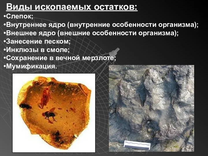 Виды ископаемых остатков: Слепок; Внутреннее ядро (внутренние особенности организма); Внешнее ядро (внешние