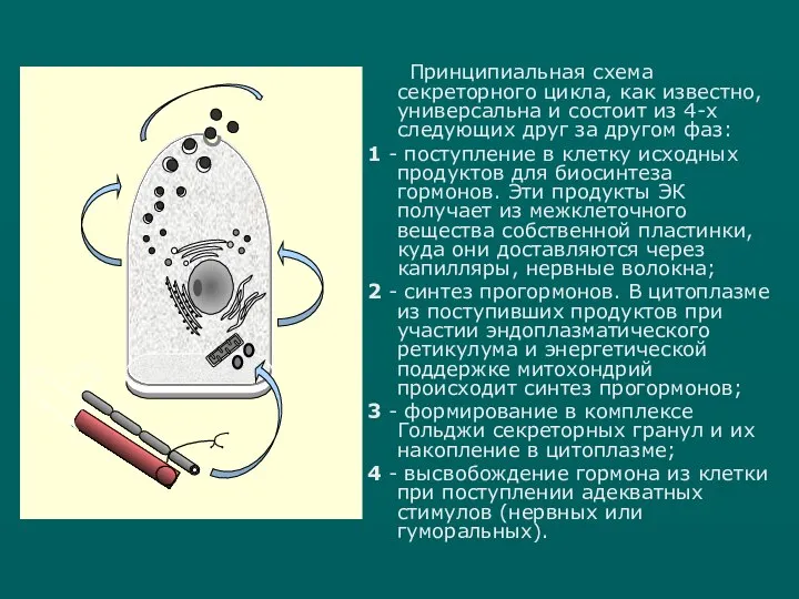 Принципиальная схема секреторного цикла, как известно, универсальна и состоит из 4-х следующих