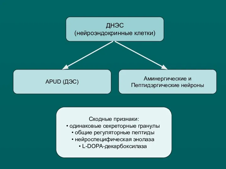 ДНЭС (нейроэндокринные клетки)‏ Аминергические и Пептидэргические нейроны APUD (ДЭС)‏ Сходные признаки: одинаковые