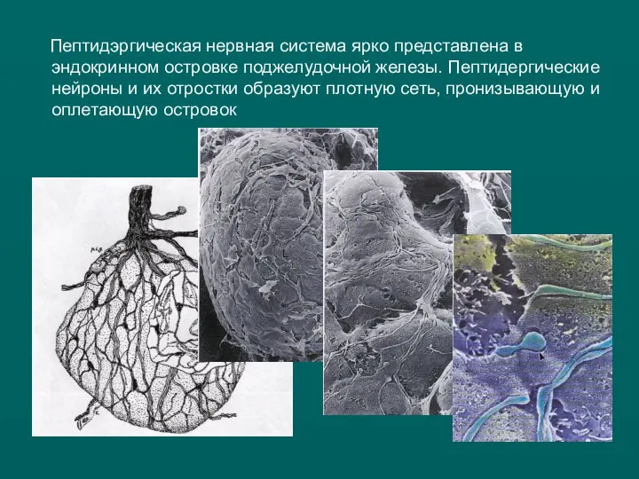 Пептидэргическая нервная система ярко представлена в эндокринном островке поджелудочной железы. Пептидергические нейроны