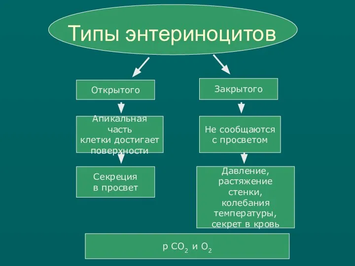 Типы энтериноцитов Открытого Закрытого Апикальная часть клетки достигает поверхности Не сообщаются с