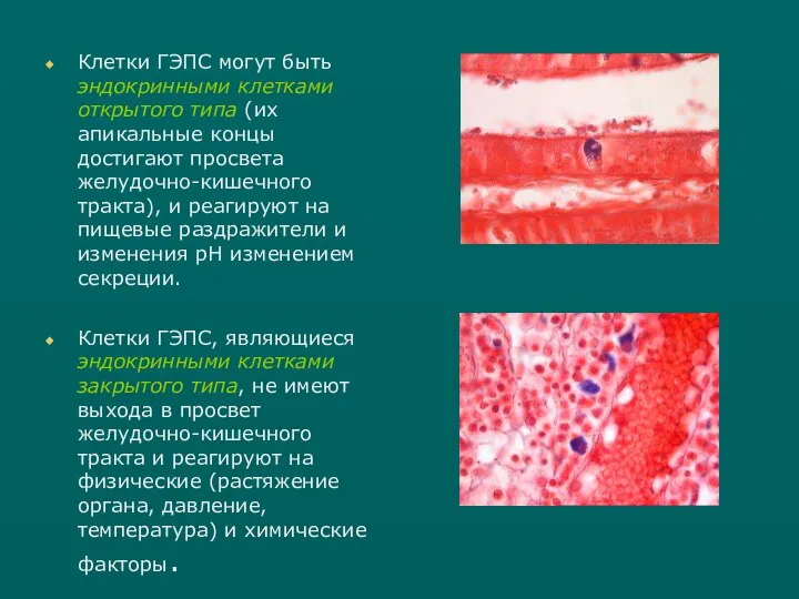 Клетки ГЭПС могут быть эндокринными клетками открытого типа (их апикальные концы достигают