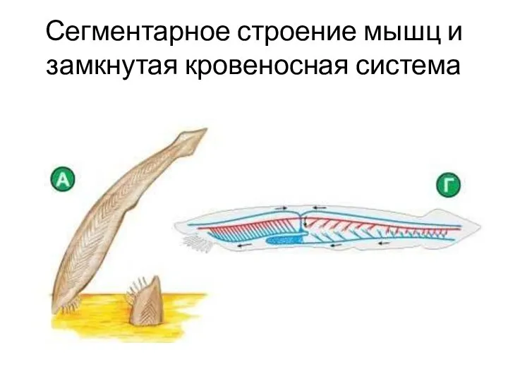 Сегментарное строение мышц и замкнутая кровеносная система