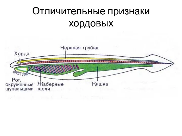 Отличительные признаки хордовых