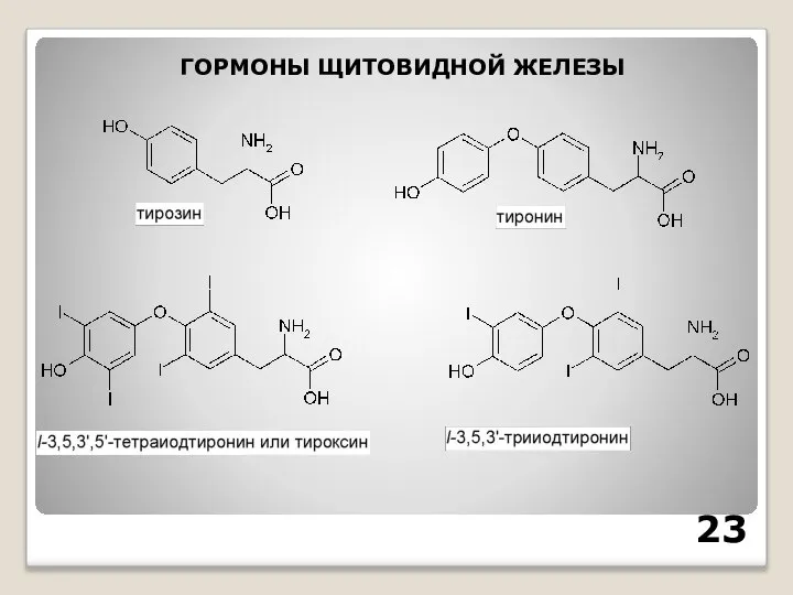 ГОРМОНЫ ЩИТОВИДНОЙ ЖЕЛЕЗЫ 23