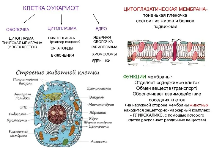 ЦИТОПЛАЗМА-ТИЧЕСКАЯ МЕМБРАНА (У ВСЕХ КЛЕТОК) ОРГАНОИДЫ ГИАЛОПЛАЗМА ВКЛЮЧЕНИЯ КЛЕТКА ЭУКАРИОТ ЯДРО ЦИТОПЛАЗМА