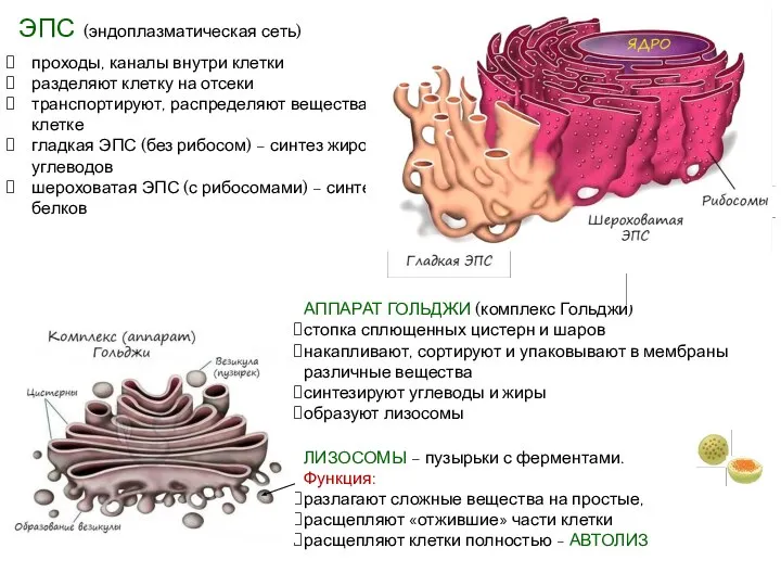 ЛИЗОСОМЫ – пузырьки с ферментами. Функция: разлагают сложные вещества на простые, расщепляют