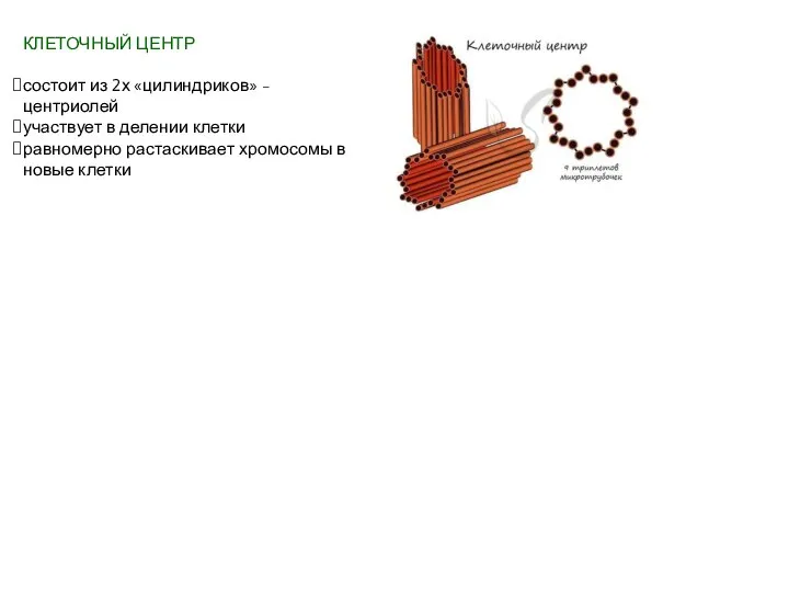 КЛЕТОЧНЫЙ ЦЕНТР состоит из 2х «цилиндриков» - центриолей участвует в делении клетки