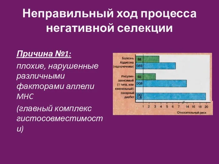 Неправильный ход процесса негативной селекции Причина №1: плохие, нарушенные различными факторами аллели MHC (главный комплекс гистосовместимости)