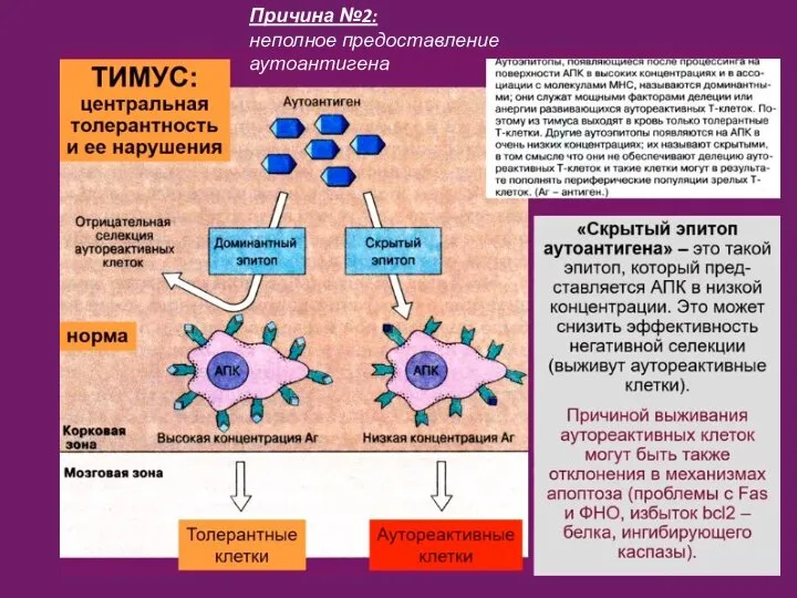 Причина №2: неполное предоставление аутоантигена