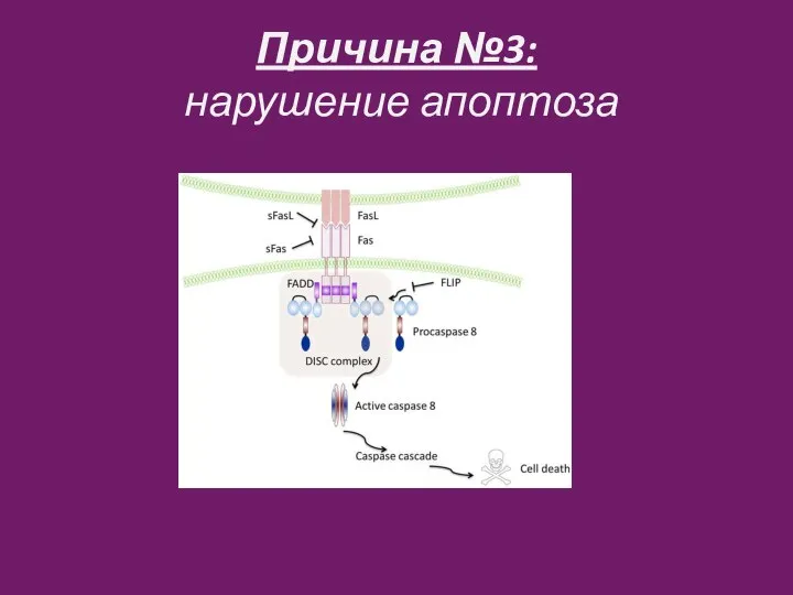 Причина №3: нарушение апоптоза