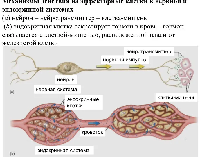 Механизмы действия на эффекторные клетки в нервной и эндокринной системах (a) нейрон