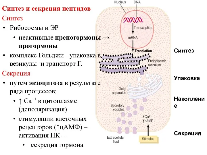 Синтез и секреция пептидов Синтез Рибососмы и ЭР неактивные препогормоны → прогормоны