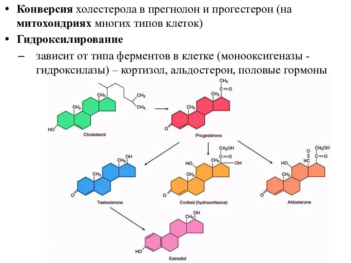 Конверсия холестерола в прегнолон и прогестерон (на митохондриях многих типов клеток) Гидроксилирование