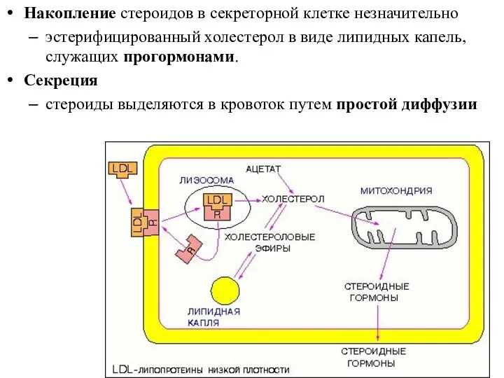 Накопление стероидов в секреторной клетке незначительно эстерифицированный холестерол в виде липидных капель,