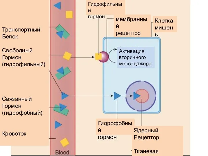 Транспортный Белок Свободный Гормон (гидрофильный) Связанный Гормон (гидрофобный) Кровоток Гидрофильный гормон мембранный