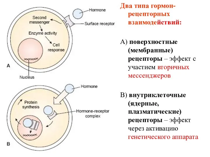 Два типа гормон-рецепторных взаимодействий: А) поверхностные (мембранные) рецепторы – эффект с участием