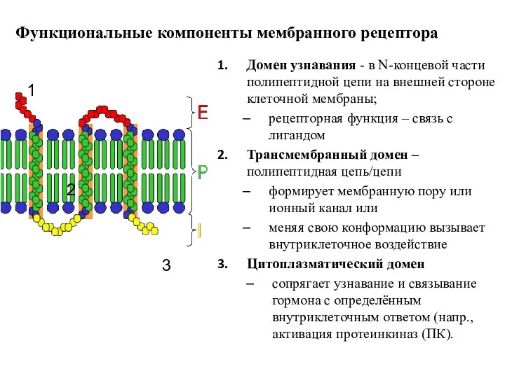 Функциональные компоненты мембранного рецептора Домен узнавания - в N-концевой части полипептидной цепи