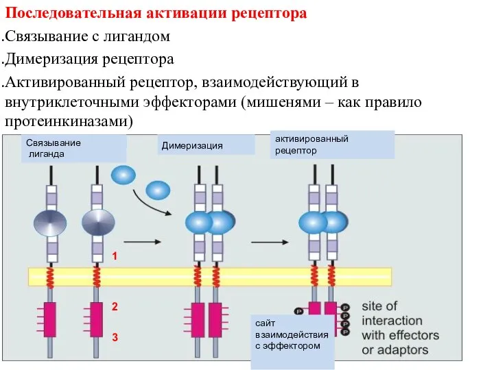 Последовательная активации рецептора Связывание с лигандом Димеризация рецептора Активированный рецептор, взаимодействующий в